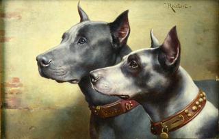 Two Great Danes