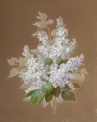 Lilacs