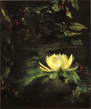 Water Lily