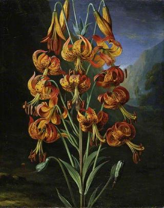 Lilium Superbum