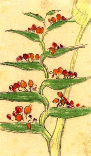 Tropical Plant