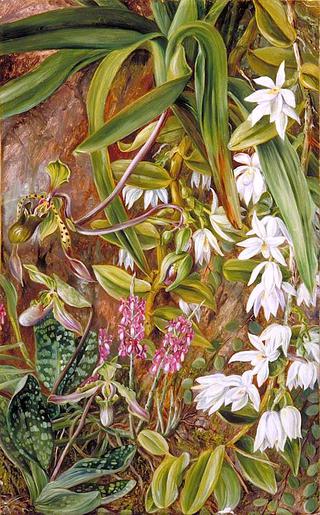 Bornean Orchids