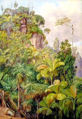 Palms, Capucin Trees Etc. on the Cliffs near Venn's Town, Mahé