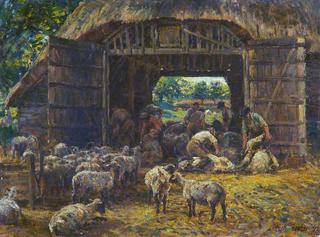 Sheep Shearing