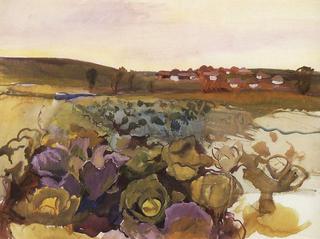 Cabbage. Village Neskuchnoye