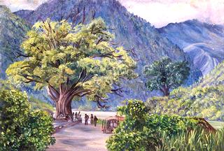 Kyare, India, with Ficus bengalensis
