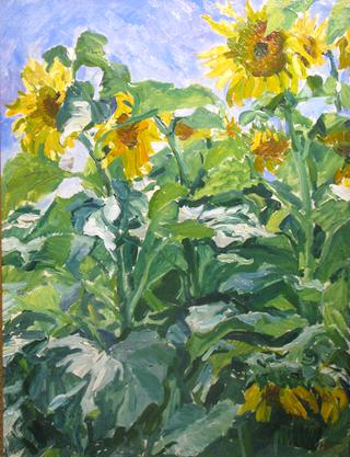 Sunflowers