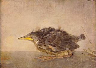 Young Sparrow