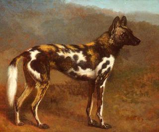 Cape Hunting Dog