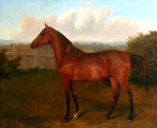 Colt of Mare and Arab Horse