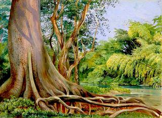 Snake Tree and Bamboos on Spanish River, Jamaica