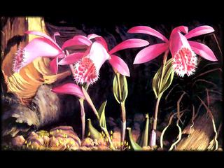 Orchids