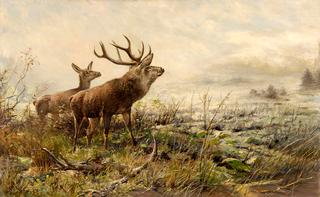 Deer in the Morning Mist