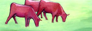 Cows