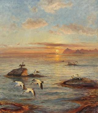 Eider Ducks in the Midnight Sun