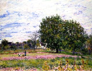 Walnut Trees, Sunset - Early Days of October