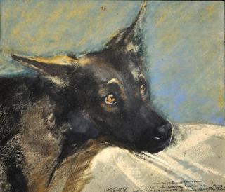 A Dog