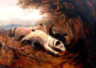 Hunt Terriers
