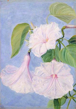 Flowers of a Shrubby Convolvulus, Jamaica