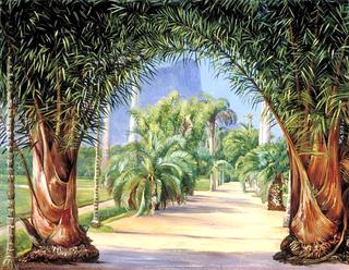 Palms in the Botanic Garden at Rio Janeiro