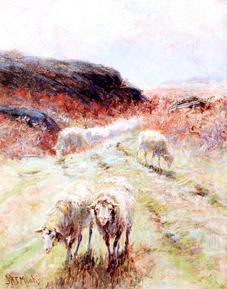 Grazing Sheep