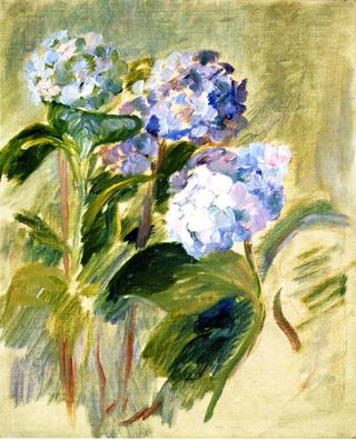 Branch of a Hydrangea