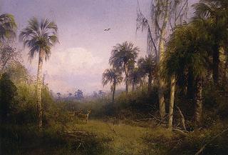 Florida Landscape