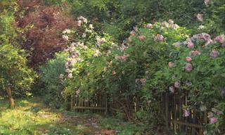 Summer Roses
