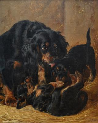 A Family of Gordon Setters