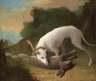 Greyhound at Play