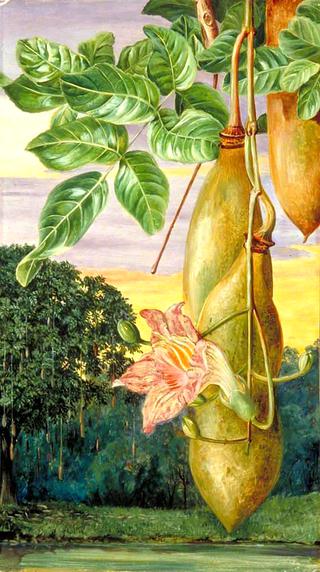 Foliage, Flowers and Fruit of an African Tree, Painted in India