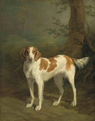 Dash, a setter in a wooded landscape