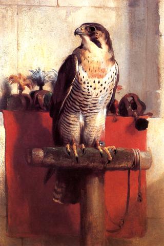Falcon