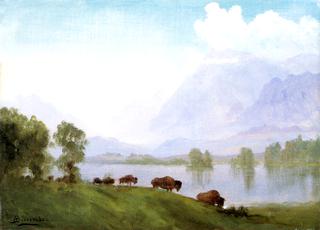 Buffalo Country