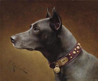 Black Doberman