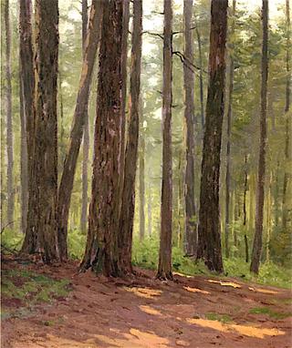 Forest Interior