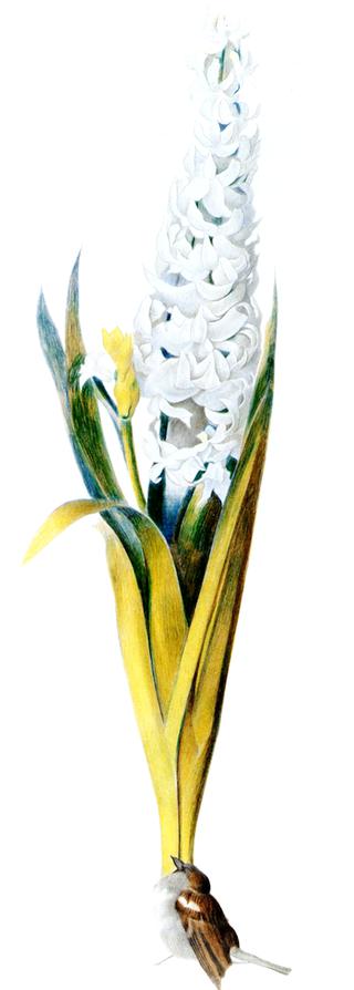 Hyacinth and Sparrow