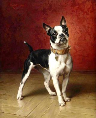 A French bulldog