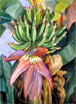 Flowers and Young Fruit of the Chinese Banana
