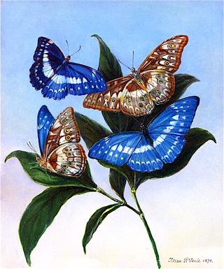 Murphy Cypris