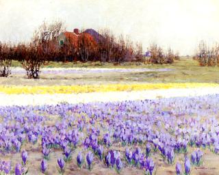 A Field of Crocusses