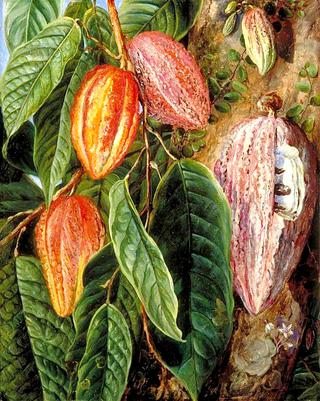 Flowers and Fruit of the Cocoa Tree, Painted at Singapore