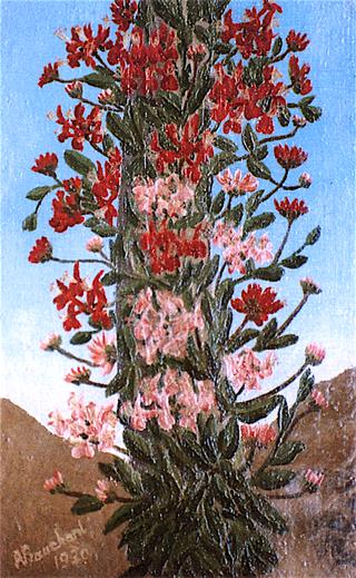 Red and Pink Flowers