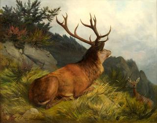 Der Platzhirsch