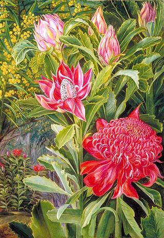 Flowers of the Waratah, of New South Wales