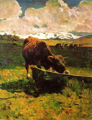 A cow drinking water