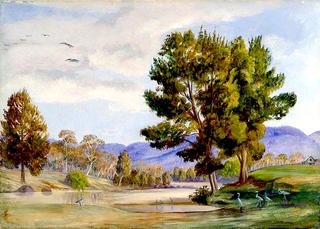 She Oak Trees on the Bendamere River, Queensland, and Companion Birds