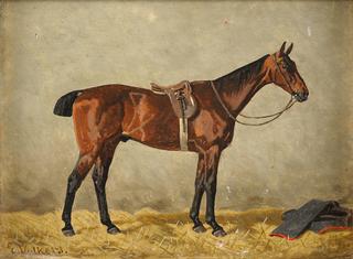 A Horse