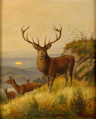 Deer