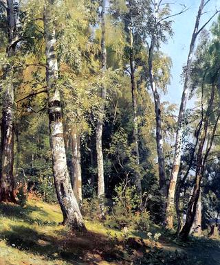 Birch grove